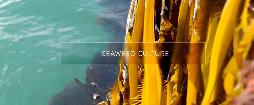 Seaweed Culture